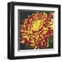 Chrysanthemum, no. 1-Elizabeth Hellman-Framed Giclee Print