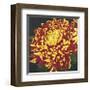 Chrysanthemum, no. 1-Elizabeth Hellman-Framed Giclee Print