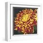 Chrysanthemum, no. 1-Elizabeth Hellman-Framed Giclee Print
