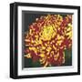 Chrysanthemum, no. 1-Elizabeth Hellman-Framed Giclee Print