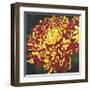 Chrysanthemum, no. 1-Elizabeth Hellman-Framed Giclee Print