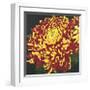 Chrysanthemum, no. 1-Elizabeth Hellman-Framed Giclee Print