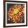 Chrysanthemum, no. 1-Elizabeth Hellman-Framed Giclee Print