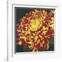 Chrysanthemum, no. 1-Elizabeth Hellman-Framed Giclee Print