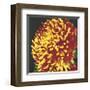 Chrysanthemum, no. 2-Elizabeth Hellman-Framed Giclee Print