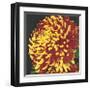 Chrysanthemum, no. 2-Elizabeth Hellman-Framed Giclee Print