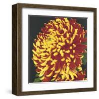 Chrysanthemum, no. 2-Elizabeth Hellman-Framed Giclee Print