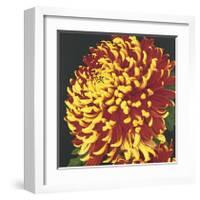 Chrysanthemum, no. 2-Elizabeth Hellman-Framed Giclee Print