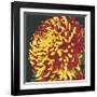 Chrysanthemum, no. 2-Elizabeth Hellman-Framed Giclee Print