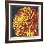 Chrysanthemum, no. 2-Elizabeth Hellman-Framed Giclee Print