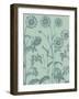 Chrysanthemum, no. 8-null-Framed Art Print