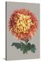 Chrysanthemum on Gray I-Vision Studio-Stretched Canvas