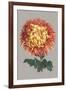 Chrysanthemum on Gray I-Vision Studio-Framed Art Print