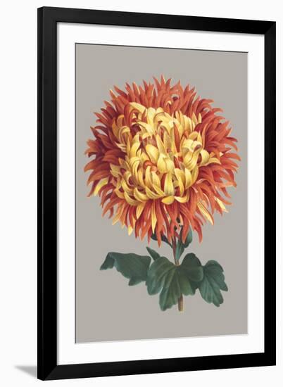 Chrysanthemum on Gray I-Vision Studio-Framed Art Print