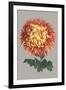 Chrysanthemum on Gray I-Vision Studio-Framed Art Print