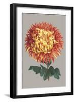 Chrysanthemum on Gray I-Vision Studio-Framed Art Print