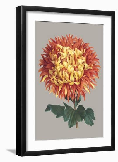 Chrysanthemum on Gray I-Vision Studio-Framed Art Print