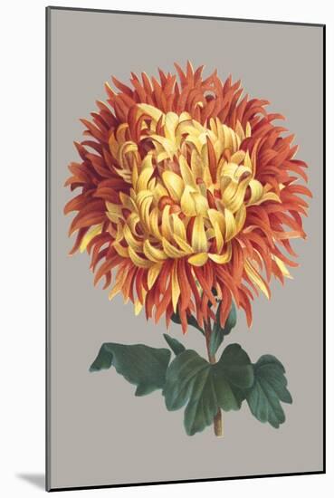 Chrysanthemum on Gray I-Vision Studio-Mounted Art Print