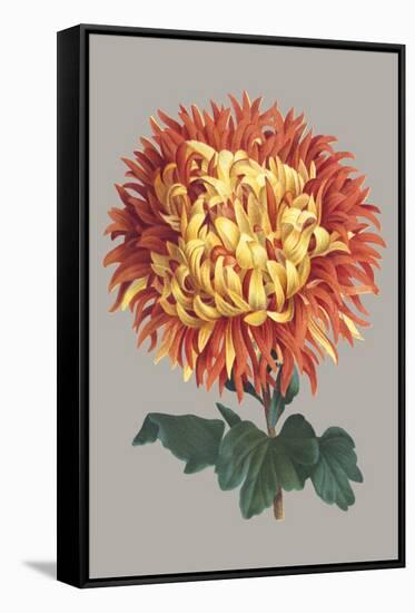 Chrysanthemum on Gray I-Vision Studio-Framed Stretched Canvas