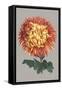 Chrysanthemum on Gray I-Vision Studio-Framed Stretched Canvas