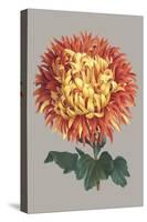 Chrysanthemum on Gray I-Vision Studio-Stretched Canvas