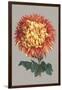 Chrysanthemum on Gray I-Vision Studio-Framed Art Print