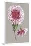 Chrysanthemum on Gray III-Vision Studio-Framed Art Print