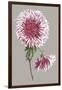 Chrysanthemum on Gray III-Vision Studio-Framed Art Print