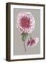 Chrysanthemum on Gray III-Vision Studio-Framed Art Print