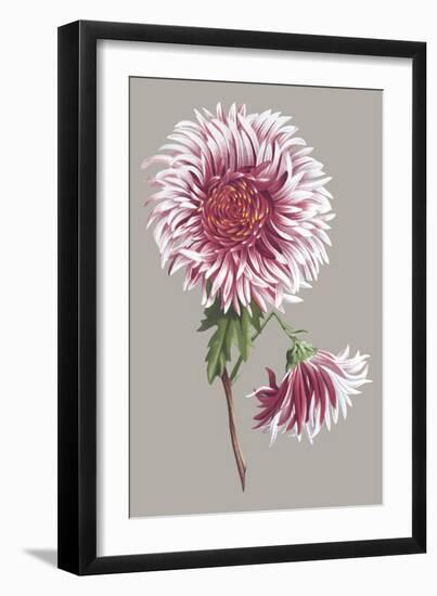 Chrysanthemum on Gray III-Vision Studio-Framed Art Print