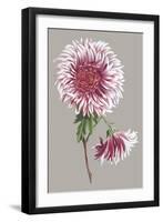 Chrysanthemum on Gray III-Vision Studio-Framed Art Print