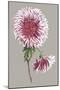Chrysanthemum on Gray III-Vision Studio-Mounted Art Print
