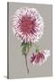 Chrysanthemum on Gray III-Vision Studio-Stretched Canvas