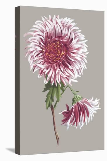 Chrysanthemum on Gray III-Vision Studio-Stretched Canvas