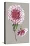 Chrysanthemum on Gray III-Vision Studio-Stretched Canvas