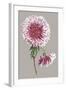 Chrysanthemum on Gray III-Vision Studio-Framed Art Print