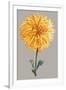 Chrysanthemum on Gray IV-Vision Studio-Framed Art Print