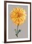 Chrysanthemum on Gray IV-Vision Studio-Framed Art Print