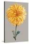 Chrysanthemum on Gray IV-Vision Studio-Stretched Canvas
