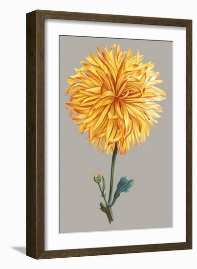 Chrysanthemum on Gray IV-Vision Studio-Framed Art Print