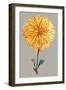 Chrysanthemum on Gray IV-Vision Studio-Framed Art Print