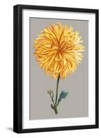 Chrysanthemum on Gray IV-Vision Studio-Framed Art Print