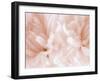 Chrysanthemum Pale Sepia III-David Pollard-Framed Art Print