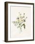 Chrysanthemum Parthenium (Batchelors Buttons), 1831 (W/C with Some Bodycolour on Vellum)-Louise D'Orleans-Framed Giclee Print