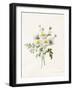 Chrysanthemum Parthenium (Batchelors Buttons), 1831 (W/C with Some Bodycolour on Vellum)-Louise D'Orleans-Framed Giclee Print