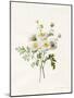 Chrysanthemum Parthenium (Batchelors Buttons), 1831 (W/C with Some Bodycolour on Vellum)-Louise D'Orleans-Mounted Giclee Print