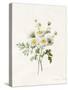 Chrysanthemum Parthenium (Batchelors Buttons), 1831 (W/C with Some Bodycolour on Vellum)-Louise D'Orleans-Stretched Canvas