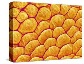 Chrysanthemum petal-Micro Discovery-Stretched Canvas