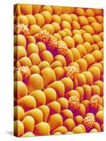 Chrysanthemum petal-Micro Discovery-Stretched Canvas
