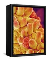 Chrysanthemum petal-Micro Discovery-Framed Stretched Canvas